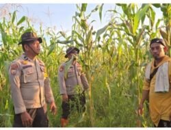 Bhabinkamtibmas Polsek Sinaboi Pantau Lahan Jagung Binaan di Sungai Bakau