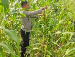 Dukung Program Asta Cita Presiden, Polsek Rimba Melintang Intensifkan Pengecekan Lahan Jagung Ketahanan Pangan