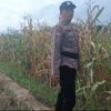 Dihantam Hama Tikus, Ketahanan Pangan Jagung di Teluk Pulau Hulu Terancam Gagal Panen