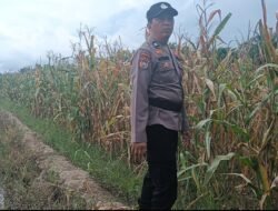 Dihantam Hama Tikus, Ketahanan Pangan Jagung di Teluk Pulau Hulu Terancam Gagal Panen