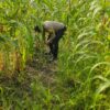 Dukung Swasembada, Polsek Rimba Melintang Kawal Ketat Perkembangan Ketahanan Pangan Jagung Pipil di PT GMR