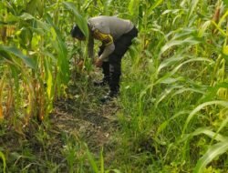 Dukung Swasembada, Polsek Rimba Melintang Kawal Ketat Perkembangan Ketahanan Pangan Jagung Pipil di PT GMR