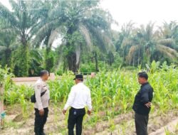 Wujudkan Kelestarian Lingkungan, Bhabinkamtibmas Polsek Rimba Melintang Sosialisasi Green Policing dan Tanam Pohon Bersama Warga