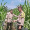 Dukung Asta Cita Presiden, Polsek Rimba Melintang Terus Pantau Perkembangan 2 Hektar Lahan Jagung Ketahanan Pangan