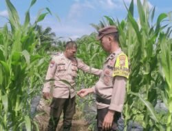 Dukung Asta Cita Presiden, Polsek Rimba Melintang Terus Pantau Perkembangan 2 Hektar Lahan Jagung Ketahanan Pangan