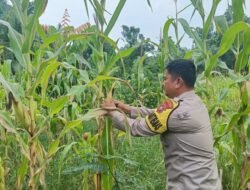 Polsek Rimba Melintang Pantau Intensif Perkembangan Kebun Jagung Ketahanan Pangan