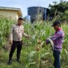 Polsek Rimba Melintang Pantau Perkembangan Lahan Jagung Ketahanan Pangan