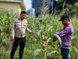 Polsek Rimba Melintang Pantau Perkembangan Lahan Jagung Ketahanan Pangan