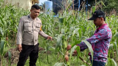 Polsek Rimba Melintang Pantau Perkembangan Lahan Jagung Ketahanan Pangan