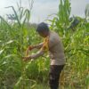 Dukung Program Asta Cita Presiden, Polsek Rimba Melintang Cek Perkembangan Ketahanan Pangan Tanaman Jagung