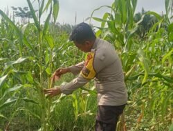 Dukung Program Asta Cita Presiden, Polsek Rimba Melintang Cek Perkembangan Ketahanan Pangan Tanaman Jagung