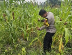 Dukung Ketahanan Pangan, Bhabinkamtibmas Polsek Rimba Melintang Pantau Intensif Pertumbuhan Jagung Pipil di PT GMR