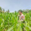 POLSEK TANAH PUTIH LAKUKAN PENGECEKAN TANAMAN JAGUNG PROGRAM KETAHANAN PANGAN DI UJUNG TANJUNG