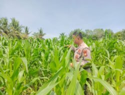 POLSEK TANAH PUTIH LAKUKAN PENGECEKAN TANAMAN JAGUNG PROGRAM KETAHANAN PANGAN DI UJUNG TANJUNG