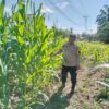 Sinergi Polri dan Petani, Bhabinkamtibmas Polsek Rimba Melintang Pantau Langsung Perkembangan Ketahanan Pangan Jagung Pipil