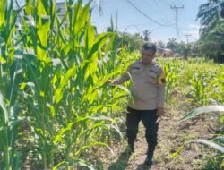Sinergi Polri dan Petani, Bhabinkamtibmas Polsek Rimba Melintang Pantau Langsung Perkembangan Ketahanan Pangan Jagung Pipil