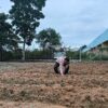 Sinergi Polsek Rimba Melintang dan Mitra Tani: Kawal Ketahanan Pangan Jagung Pipil di Kepenghuluan Jumrah