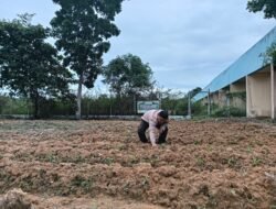 Sinergi Polsek Rimba Melintang dan Mitra Tani: Kawal Ketahanan Pangan Jagung Pipil di Kepenghuluan Jumrah