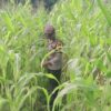 Dukung Ketahanan Pangan, Polsek Rimba Melintang Pantau Intensif Perkembangan Kebun Jagung di Kepenghuluan Jumrah