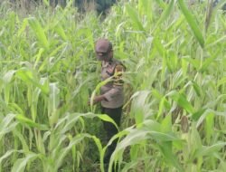 Dukung Ketahanan Pangan, Polsek Rimba Melintang Pantau Intensif Perkembangan Kebun Jagung di Kepenghuluan Jumrah