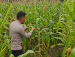 Polsek Rimba Melintang Gas Pol Program Ketapang, Dukung Asta Cita Presiden Melalui Kebun Jagung 2 Hektar