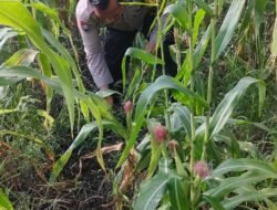 Polsek Rimba Melintang berkomitmen penuh menjaga ketahanan pangan nasional dengan mengawal langsung pertumbuhan tanaman jagung pipil di wilayah Rokan Hilir hingga masa panen tiba.