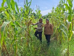 Polsek Rimba Melintang Terus Kawal Program Ketahanan Pangan, Pantau Pertumbuhan Jagung Pipil di Kepenghuluan Jumrah