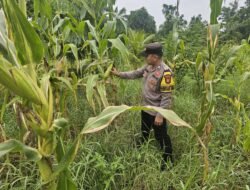 Dukung Ketahanan Pangan, Polsek Rimba Melintang Pantau Intensif Perkembangan Kebun Jagung PT GMR