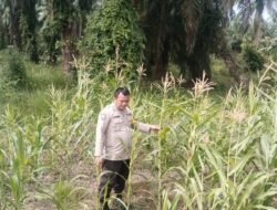 Polsek Rimba Melintang terus berkomitmen menyukseskan program ketahanan pangan (Ketapang) nasional demi mendukung penuh misi Asta Cita Presiden Republik Indonesia.