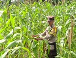Polsek Rimba Melintang kawal ketat program ketahanan pangan nasional lewat optimalisasilahan jagung seluas dua hektaer.