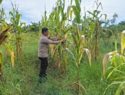 Dukung Program Asta Cita Presiden, Polsek Rimba Melintang Pantau Perkembangan Ketahanan Pangan Kebun Jagung
