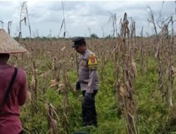 Dukung Asta Cita Presiden, Polsek Sinaboi Matangkan Persiapan Panen Jagung 4 Hektar di Lahan Gambut