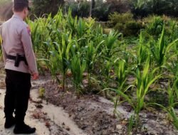 Sinergi Polri dan Petani: Pastikan Jagung Pipil Tumbuh Maksimal Menjelang Masa Produktif