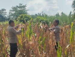 Polsek Rimba Melintang kawal ketat program ketahanan pangan jagung pipil di wilayah Rokan Hilir hingga masa panen tiba. 