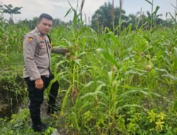 Sukseskan Swasembada, Polsek Rimba Melintang Siap Panen Jagung Program Ketahanan Pangan