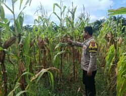 Polsek Rimba Melintang Polres Rohil Terus Kawal Program Ketahanan Pangan Nasional Asta Cita di Lenggadai Hilir