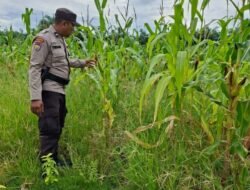 Dukung Asta Cita Presiden, Polsek Rimba Melintang Pantau Perkembangan Kebun Jagung Ketahanan Pangan