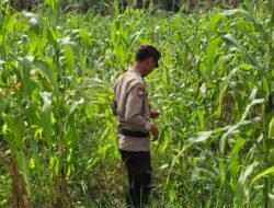 Polsek Rimba Melintang Optimalkan Lahan 2 Hektare untuk Sukseskan Program Ketahanan Pangan Presiden