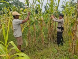 Dukung Asta Cita Presiden, Polsek Rimba Melintang Cek Perkembangan Program Ketapang Jagung di Mukti Jaya