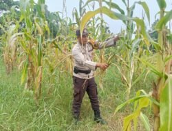 Polsek Rimba Melintang sukses melaksanakan pengecekan program ketahanan pangan (Ketapang) penanaman jagung seluas 2 hektare demi mendukung program Asta Cita Presiden RI.