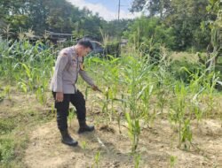 Sinergi Polri dan Swasta: Polsek Rimba Melintang Kawal Ketat Pertumbuhan Jagung Pipil di PT GMR