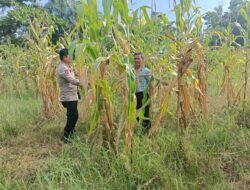 Dukung Asta Cita Presiden, Polsek Rimba Melintang Cek Lahan 1 Hektar untuk Program Ketahanan Pangan