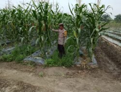 Polsek Rimba Melintang Intensifkan Pengecekan Lahan Jagung 2 Hektare