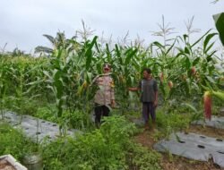 Dukung Asta Cita Presiden, Polsek Rimba Melintang Terus Pantau Perkembangan Kebun Jagung Ketahanan Pangan