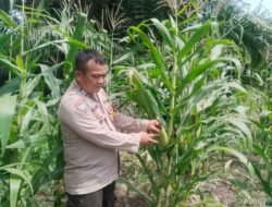 Sinergi Ketahanan Pangan, Bhabinkamtibmas Polsek Rimba Melintang Pantau Perkembangan Kebun Jagung Pipil di Harapan Jaya