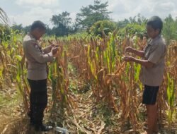 Polsek Rimba Melintang Sukses Kawal Program Ketahanan Pangan, Tanaman Jagung Siap Panen!