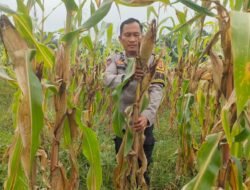 Dukung Swasembada, Polsek Rimba Melintang Pantau Intensif Pertumbuhan Jagung Pipil di PT GMR