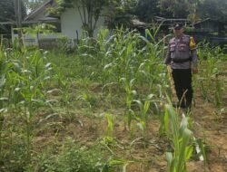 Dukung Program Asta Cita Presiden, Polsek Rimba Melintang Sukses Kawal Ketahanan Pangan Lahan Jagung 2 Hektar