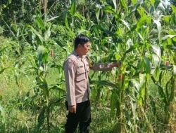 Polsek Rimba Melintang Optimalkan Lahan 2 Hektar untuk Sukseskan Program Ketahanan Pangan Presiden