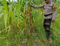 Tantang Cuaca Ekstrem, Polsek Rimba Melintang Terus Kawal Program Ketahanan Pangan Presiden